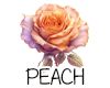 (image for) :: Peach | Heirloom Apricot