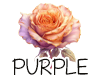 (image for) :: Purple | Fuchsia